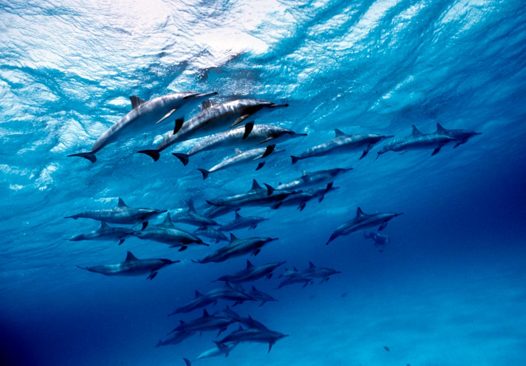 Click to open image!