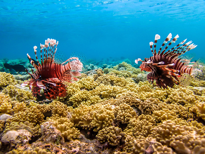 Click to open image!